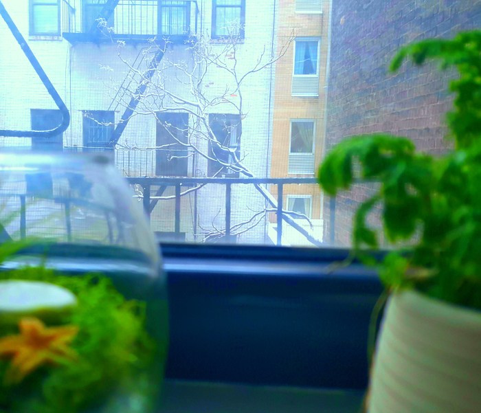 Plants on the windowsil