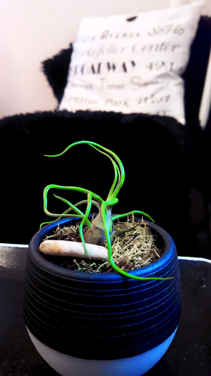 Survivor plant